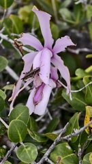 Cattleya intermedia, photograph (c) fmunoz, some rights reserved (CC BY)