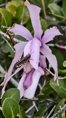 Cattleya intermedia