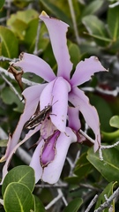 Cattleya intermedia, photograph (c) fmunoz, some rights reserved (CC BY)