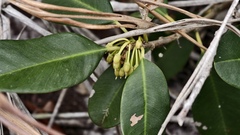 Mimusops coriacea, photograph (c) fmunoz, some rights reserved (CC BY)