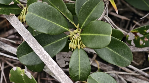 Mimusops coriacea