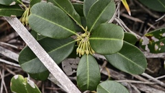 Mimusops coriacea