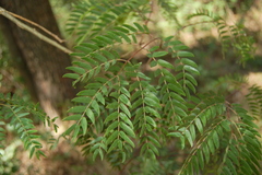 Albizia inundata