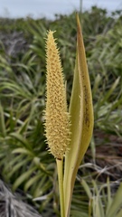 Allagoptera arenaria, photograph (c) fmunoz, some rights reserved (CC BY)