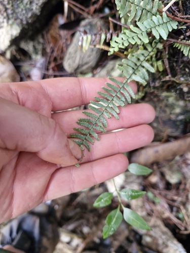 Ctenopterella blechnoides observed 2026-07-23