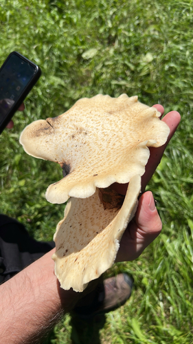Dryad's Saddle