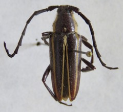 Sphaenothecus facetus