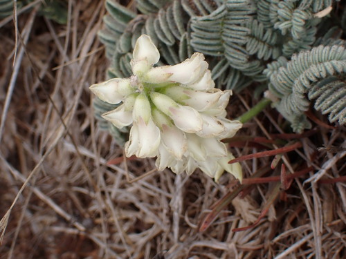 Astragalus nuttallii, photograph 1