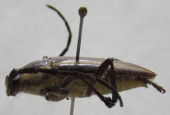 Sphaenothecus facetus