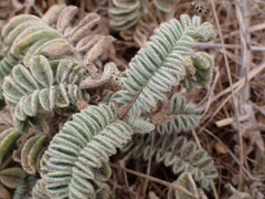 Astragalus nuttallii