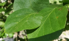 Styrax platanifolius