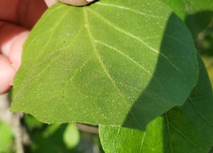 Styrax platanifolius