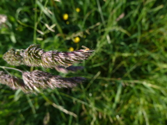Contarinia dactylidis