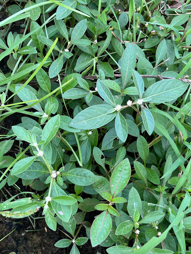 Alternanthera ficoidea, photograph 3