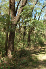 Albizia inundata