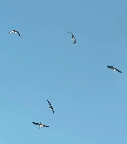 White Stork