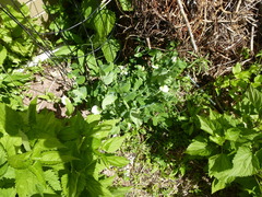 Lathyrus brachycalyx