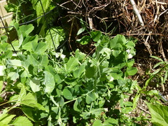 Lathyrus brachycalyx