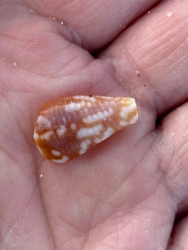 Conus catus observed 2026-08-21