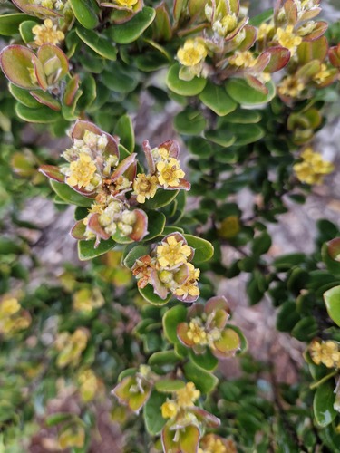Tristaniopsis calobuxus observed 2026-07-23