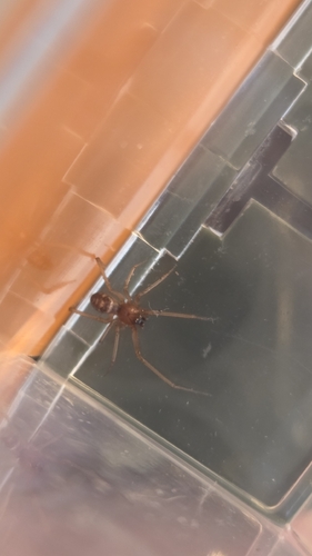 Tenuiphantes tenuis observed 2026-08-23