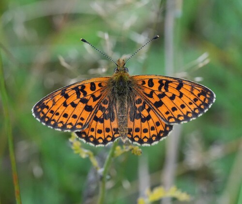 Eurasian Silver-bordered Fritillary