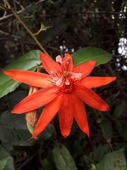 Passiflora quadriglandulosa