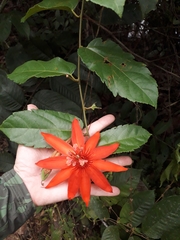 Passiflora quadriglandulosa