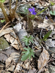 Viola subsinuata