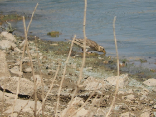 Rock Sparrow