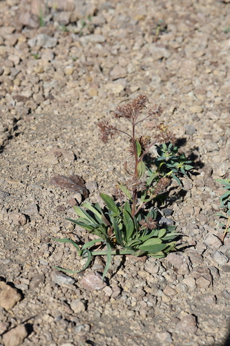 Phacelia secunda, photograph 3