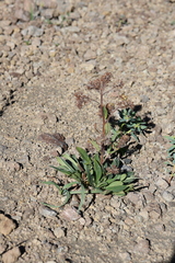 Phacelia secunda, photograph (c) Grzegorz Grzejszczak, some rights reserved (CC BY-SA)