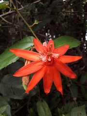 Passiflora quadriglandulosa