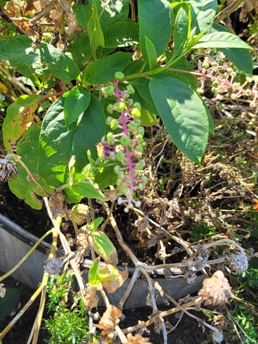 American pokeweed