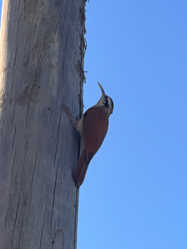 Narrow-billed Woodcreeper