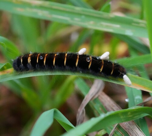 Fox Moth