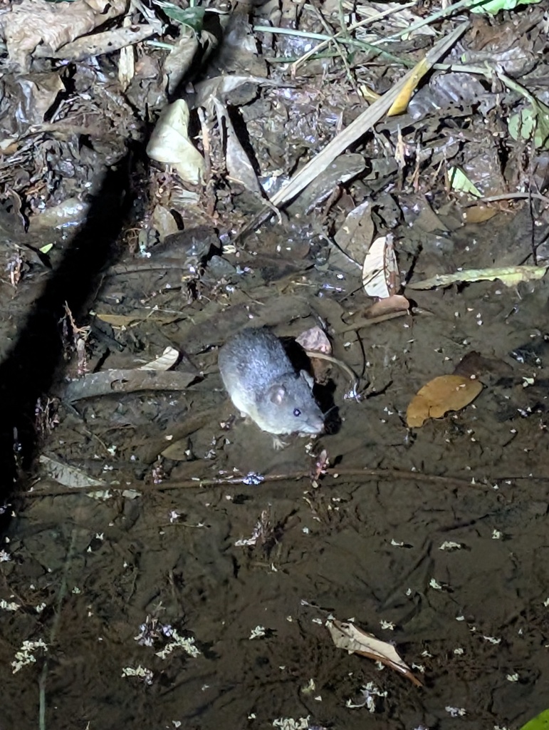 Common Water Rat
