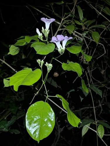 Bignonia aequinoctialis, 2026-08-22