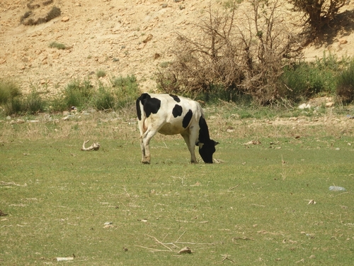 Domestic Cattle