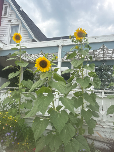 Common Sunflower