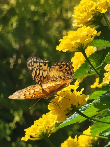 Variegated Fritillary