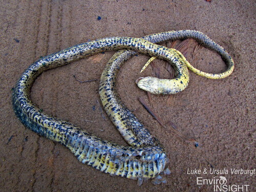 Brown Forest Cobra