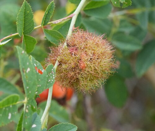 Mossy Rose Gall Wasp