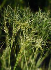 Peucedanum officinale