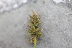 Carex hoodii
