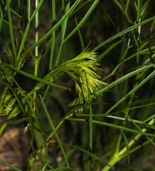 Peucedanum officinale