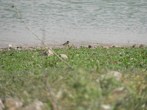 Little Ringed Plover