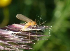 Contarinia dactylidis