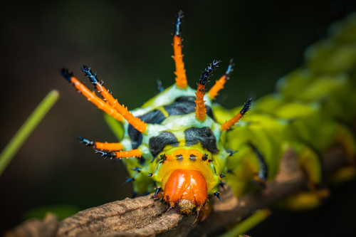 Regal moth