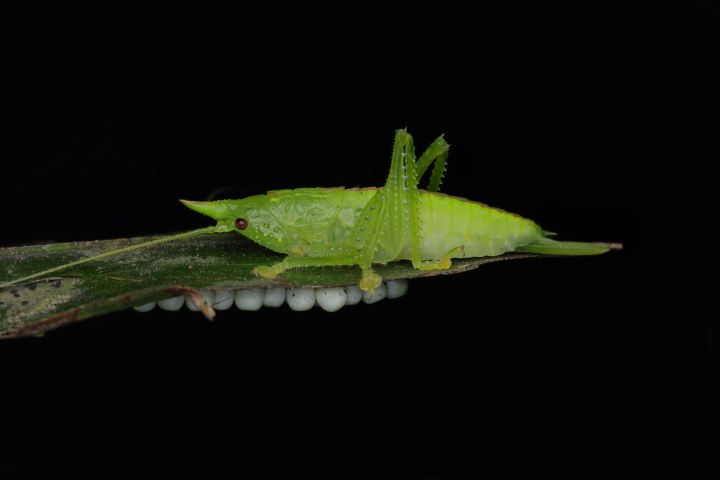 Copiphora brachyptera